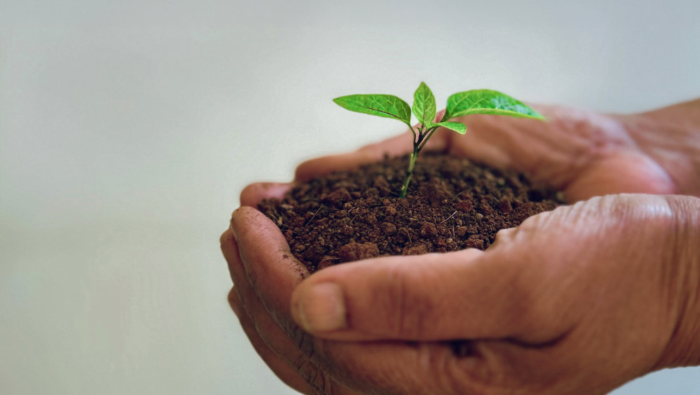 Hands holding a seedling in soil.
