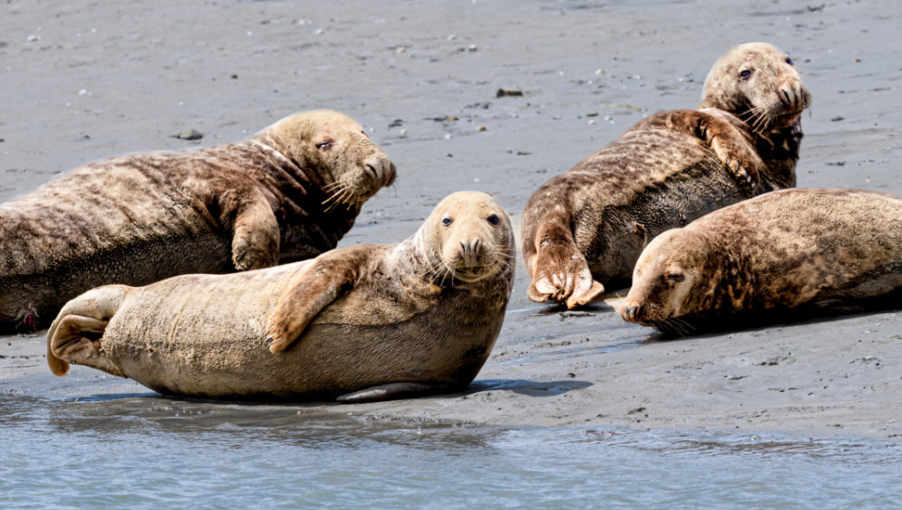 Seals lying on the beach.